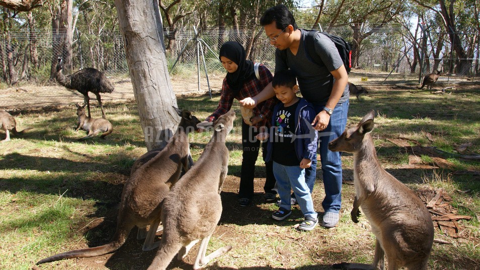 Cleland Wildlife Park and Mt Lofty Summit