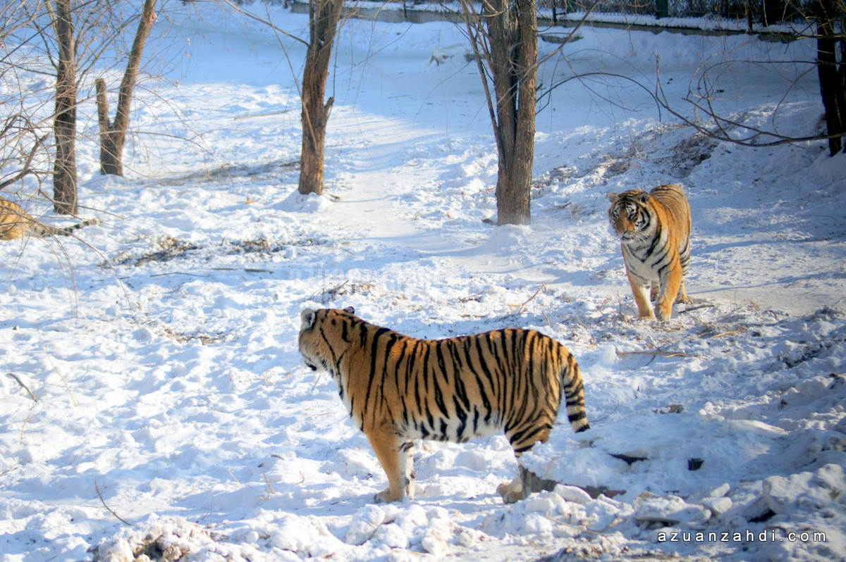Harbin in Winter: Ice, Tigers, and a City Frozen in Time